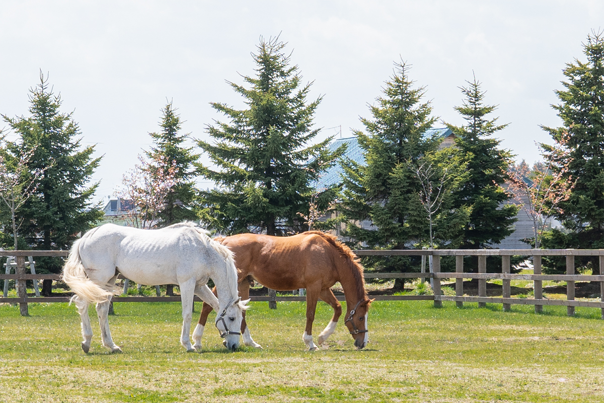 ソメスの馬たち