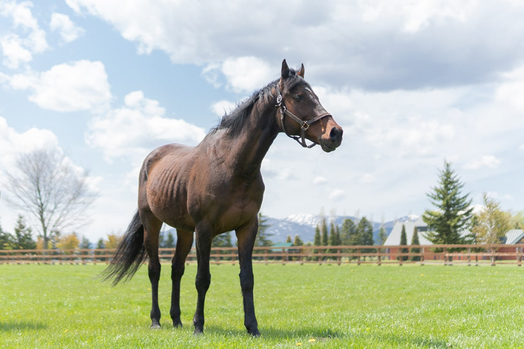 ソメスで暮らす馬たち｜エイシンイーグル